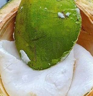 शहाळ्यातलं पाणी प्या-मलई खा पोटभर! ५० रुपयांचं शहाळं देईल आरोग्याचं वरदान-वाचा फायदे...