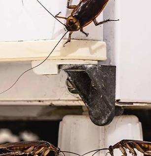 घरभर पळणाऱ्या झुरळांमुळे वैताग आला? ३ पदार्थ वापरून करा घरगुती उपाय- झुरळं घरातून गायब