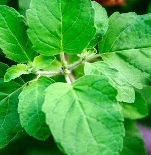 तुळशीची पानं चावून का खाऊ नयेत? कारण समजल्यावर पुन्हा करणार नाही अशी चूक