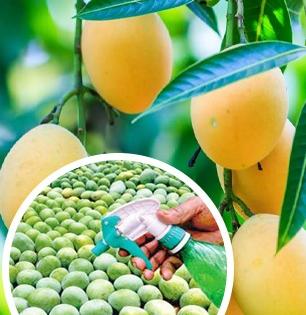 गुढीपाडव्यानिमित्त आंब्याची पहिली पेटी आणली? पण आंबे नैसर्गिकरित्या पिकवले की नाही - कसे ओळखाल...