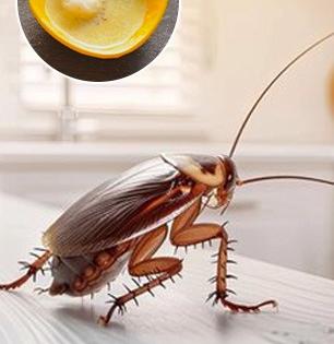 किचन ट्रॉली, फ्रिजमध्ये झुरळांचा सुळसुळाट? करून पाहा खास घरगुती उपाय - झुरळं पळतील घराबाहेर...