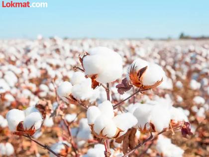 Reduce costs; but continue the cotton project! | खर्च कमी करा; पण कॉटन प्रकल्प सुरू ठेवा! Reduce costs; but continue the cotton project! | खर्च कमी करा; पण कॉटन प्रकल्प सुरू ठेवा!