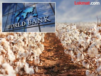 Smart Cotton project failed due to poor planning | चुकीच्या नियोजनामुळे स्मार्ट कॉटन प्रकल्प फसला Smart Cotton project failed due to poor planning | चुकीच्या नियोजनामुळे स्मार्ट कॉटन प्रकल्प फसला