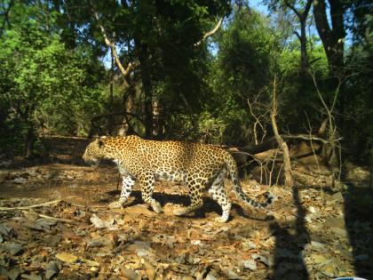 54 leopards found in Sanjay Gandhi National Park in Mumbai; One leopard reached Vasai after covering a distance of 9 km | संजय गांधी राष्ट्रीय उद्यानात आढळले ५४ बिबटे; एक बिबट्या ९ किमी अंतर पार करून वसईत पोहचला 54 leopards found in Sanjay Gandhi National Park in Mumbai; One leopard reached Vasai after covering a distance of 9 km | संजय गांधी राष्ट्रीय उद्यानात आढळले ५४ बिबटे; एक बिबट्या ९ किमी अंतर पार करून वसईत पोहचला