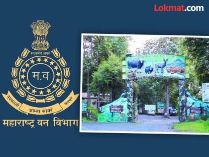 Employees in the forest department have become agents; Lakhs of rupees are being spent on transfers | वनविभागात कर्मचारीच बनले एजंट; बदल्यांसाठी होतेय लाखोंची उलाढाल Employees in the forest department have become agents; Lakhs of rupees are being spent on transfers | वनविभागात कर्मचारीच बनले एजंट; बदल्यांसाठी होतेय लाखोंची उलाढाल