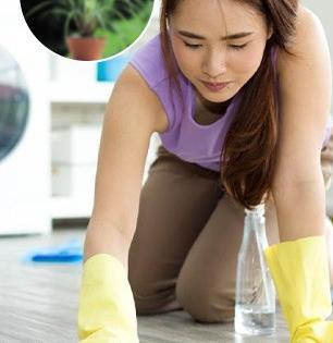 फरशी पुसण्याच्या पाण्यांत घाला कुंडीतील 'ही' २ पानं, माशा - डासांचा कायमचा बंदोबस्त, अस्सल नैसर्गिक उपाय...