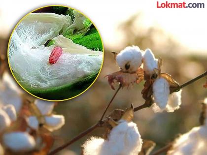 Pre-monsoon planting increases the risk of pink bollworm | मान्सूनपूर्व लागवडीने वाढतो गुलाबी बोंडअळीचा धोका Pre-monsoon planting increases the risk of pink bollworm | मान्सूनपूर्व लागवडीने वाढतो गुलाबी बोंडअळीचा धोका