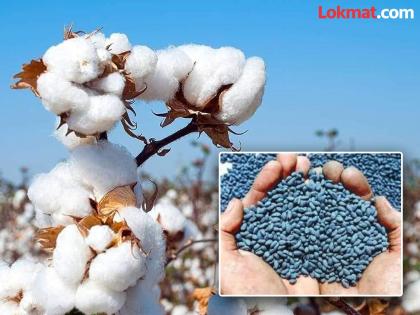 'Kaveri Seeds' company fined for non-production of cotton seeds | कापूस बियाण्यामुळे उत्पादन न मिळाल्याने 'कावेरी सीड्स' कंपनीला दंड 'Kaveri Seeds' company fined for non-production of cotton seeds | कापूस बियाण्यामुळे उत्पादन न मिळाल्याने 'कावेरी सीड्स' कंपनीला दंड