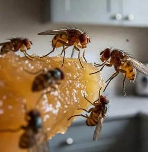 पाऊस पडताच घरभर माशा आणि चिलटं? ५ साेपे उपाय- माशा, चिलटं घरातून पळून जातील