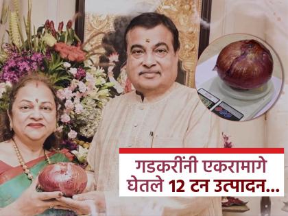 An onion weighs 800 grams to 1 kg! Nitin Gadkari's wife did a unique experiment on there Farm; A huge yield came... | एक कांदा ८०० ग्रॅम ते १ किलो वजनाचा! नितीन गडकरींच्या पत्नीने केला अनोखा प्रयोग; भरघोस उत्पादन आले... An onion weighs 800 grams to 1 kg! Nitin Gadkari's wife did a unique experiment on there Farm; A huge yield came... | एक कांदा ८०० ग्रॅम ते १ किलो वजनाचा! नितीन गडकरींच्या पत्नीने केला अनोखा प्रयोग; भरघोस उत्पादन आले...
