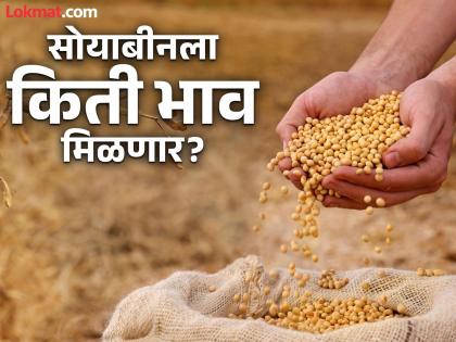 Will the soybean price remain at the 'MSP' this year? | यंदा सोयाबीन दर 'एमएसपी' एवढे तरी राहणार का ? Will the soybean price remain at the 'MSP' this year? | यंदा सोयाबीन दर 'एमएसपी' एवढे तरी राहणार का ?