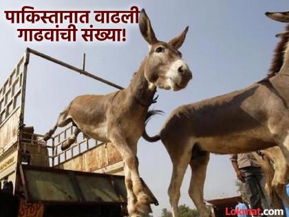 The number of donkeys has increased in Pakistan, China is buying them! There is a connection with men's sexual health | पाकिस्तानात वाढली गाढवांची संख्या, चीन करतंय खरेदी! पुरुषांच्या लैंगिक आरोग्याशी आहे कनेक्शन The number of donkeys has increased in Pakistan, China is buying them! There is a connection with men's sexual health | पाकिस्तानात वाढली गाढवांची संख्या, चीन करतंय खरेदी! पुरुषांच्या लैंगिक आरोग्याशी आहे कनेक्शन