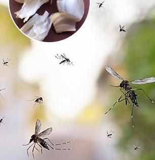 पावसाळ्यात डास - चिलटं - माशांचा भणभणाट? पाहा लसणाचा असरदार उपाय- घर पावसाळ्यातही वाटेल फ्रेश...