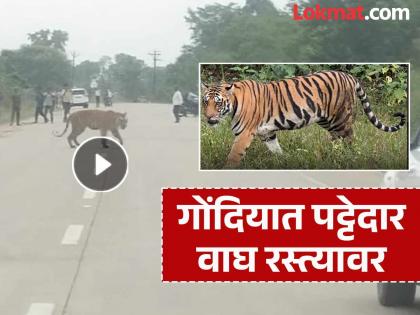 Tiger sighted in Gondia at noon! Villagers in danger on Sakritola-Anjora road | गोंदियात भरदुपारी वाघाचे दर्शन! साकरीटोला-अंजोरा मार्गावर खळबळ Tiger sighted in Gondia at noon! Villagers in danger on Sakritola-Anjora road | गोंदियात भरदुपारी वाघाचे दर्शन! साकरीटोला-अंजोरा मार्गावर खळबळ