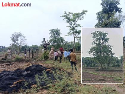 A bear took shelter in a tree; incident at Janatola farm | अस्वलाने घेतला झाडावर आसरा; जानाटोला शेत शिवारातील घटना A bear took shelter in a tree; incident at Janatola farm | अस्वलाने घेतला झाडावर आसरा; जानाटोला शेत शिवारातील घटना