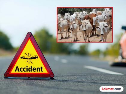 Out-of-control truck crushes 15 cows; Truck driver arrested after chase | अनियंत्रित ट्रकने १५ गाईंना चिरडले; पाठलाग करून ट्रकचालक अटकेत