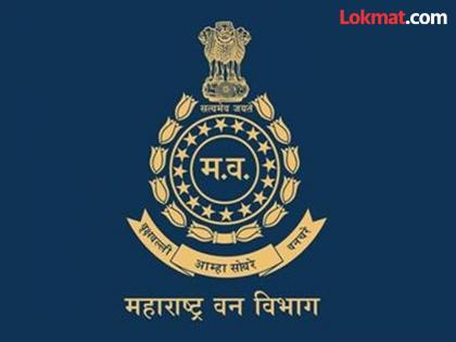 Periodic transfers in the Forest Department are under suspicion; Only certain employees are exempted from the transfer process | वनविभागातील नियतकालिक बदल्या संशयाच्या भोवऱ्यात; विशिष्ट कर्मचाऱ्यांनाच बदलीप्रक्रियेत सूट Periodic transfers in the Forest Department are under suspicion; Only certain employees are exempted from the transfer process | वनविभागातील नियतकालिक बदल्या संशयाच्या भोवऱ्यात; विशिष्ट कर्मचाऱ्यांनाच बदलीप्रक्रियेत सूट