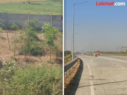 Forgot to plant 1.2 million trees on 'Samriddhi', highways are still wet even after three years | ‘समृद्धी’वर १२ लाख झाडे लावण्याचा विसर, तीन वर्षांनंतरही महामार्ग ओस Forgot to plant 1.2 million trees on 'Samriddhi', highways are still wet even after three years | ‘समृद्धी’वर १२ लाख झाडे लावण्याचा विसर, तीन वर्षांनंतरही महामार्ग ओस