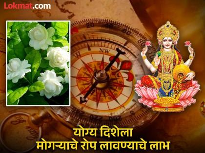 Vastu Shastra: मोगऱ्याचे रोप लावा दारी, समृद्धी येईल घरी; वाचा रोप लावण्याची दिशा आणि लाभ!