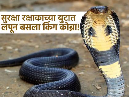Navi Mumbai: King Cobra Found Inside Security Guards Shoes | बुटात लपून बसला भलाभोठा कोब्रा, सुरक्षा रक्षकाने पाय घालताच...; नवी मुंबईतील घटना! Navi Mumbai: King Cobra Found Inside Security Guards Shoes | बुटात लपून बसला भलाभोठा कोब्रा, सुरक्षा रक्षकाने पाय घालताच...; नवी मुंबईतील घटना!