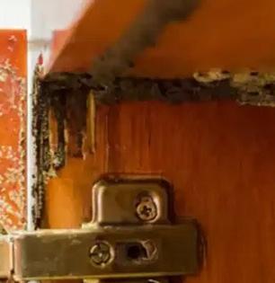 पावसामुळे लाकडी दरवाजे फुगले, कपाटांना वाळवी लागली? ५ सोपे उपाय, वाळवी होईल गायब