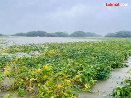 Damage to paddy crops in an area of 616.03 hectares in Lakhandur taluka | लाखांदूर तालुक्यात ६१६.०३ हेक्टर क्षेत्रातील धान पिकांचे नुकसान