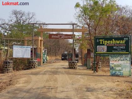 Tipeshwar Sanctuary Project victims did not receive compensation for agricultural land | टिपेश्वर अभयारण्य प्रकल्प पीडितांना शेतजमिनीची भरपाईच मिळाली नाही Tipeshwar Sanctuary Project victims did not receive compensation for agricultural land | टिपेश्वर अभयारण्य प्रकल्प पीडितांना शेतजमिनीची भरपाईच मिळाली नाही