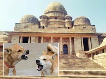 Why shouldn't action be taken against the authorities for the fear of stray dogs? | मोकाट कुत्र्यांच्या हैदोसाकरिता अधिकाऱ्यांवर कारवाई का करू नये?