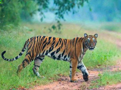 Will eight tigresses from Tadoba be relocated? The habitat area is becoming insufficient. | ताडोबातील आठ वाघिणींना स्थलांतरित करणार?, अधिवास क्षेत्र ठरू लागले अपुरे Will eight tigresses from Tadoba be relocated? The habitat area is becoming insufficient. | ताडोबातील आठ वाघिणींना स्थलांतरित करणार?, अधिवास क्षेत्र ठरू लागले अपुरे