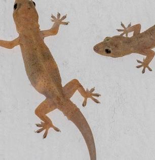 भिंतींवर सतत पाली फिरतात? १ चमचा मिठाचा १ उपाय, पेस्ट कंट्रोल न करता पाली गायब