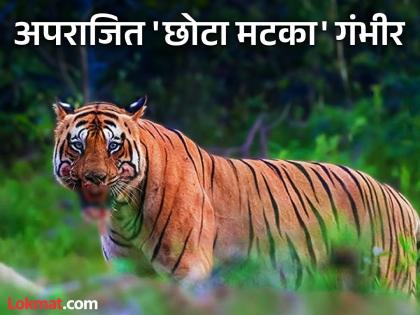 Nagpur: The condition of the 'Chhota Matka' who killed 'Brahma' is critical; High Court takes suo motu cognizance | Nagpur : 'ब्रह्मा'ला संपवणाऱ्या 'छोटा मटका'ची प्रकृती गंभीर; उच्च न्यायालयाने स्वतःहून घेतली दखल