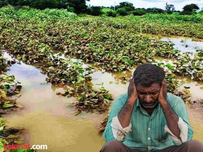 Vidarbha Flood: Crops on six lakh hectares submerged due to heavy rains; Farmers devastated by August rains | Vidarbha Flood: सहा लाख हेक्टरवरील पिकं अतिवृष्टीमुळे पाण्यात; ऑगस्टच्या पावसाने शेतकरी उद्ध्वस्त Vidarbha Flood: Crops on six lakh hectares submerged due to heavy rains; Farmers devastated by August rains | Vidarbha Flood: सहा लाख हेक्टरवरील पिकं अतिवृष्टीमुळे पाण्यात; ऑगस्टच्या पावसाने शेतकरी उद्ध्वस्त