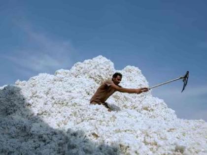Farmers' crisis will increase; Conditions for cotton purchase will be tightened! | शेतकऱ्यांचे संकट वाढणार; कापूस खरेदीला अटींचा फास!