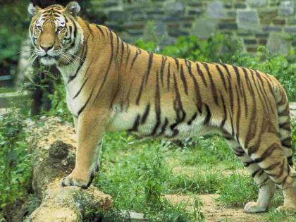 "Impound the tiger, otherwise we will protest in front of the tehsil!" Fear among farmers and farm laborers | "वाघाला जेरबंद करा, अन्यथा तहसीलसमोर आंदोलन करू!" शेतकरी, शेतमजुरांमध्ये भीतीचे वातावरण "Impound the tiger, otherwise we will protest in front of the tehsil!" Fear among farmers and farm laborers | "वाघाला जेरबंद करा, अन्यथा तहसीलसमोर आंदोलन करू!" शेतकरी, शेतमजुरांमध्ये भीतीचे वातावरण
