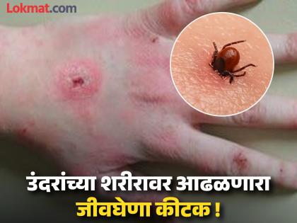 Deadly 'scrub typhus' resurfaces in East Vidarbha.. Seven patients found in Gondia | जीवघेण्या 'स्क्रब टायफस'ने पूर्व विदर्भात काढले पुन्हा डोके वर.. गोंदियात आढळले सात रुग्ण Deadly 'scrub typhus' resurfaces in East Vidarbha.. Seven patients found in Gondia | जीवघेण्या 'स्क्रब टायफस'ने पूर्व विदर्भात काढले पुन्हा डोके वर.. गोंदियात आढळले सात रुग्ण