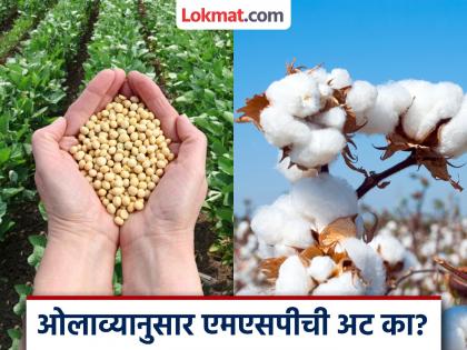 The Agriculture Department announces the 'MSP' of agricultural products, so why is there a moisture requirement from institutions? | शेतमालांची 'एमएसपी' कृषी विभाग जाहीर करते मग संस्थांकडून ओलाव्याची अट का? The Agriculture Department announces the 'MSP' of agricultural products, so why is there a moisture requirement from institutions? | शेतमालांची 'एमएसपी' कृषी विभाग जाहीर करते मग संस्थांकडून ओलाव्याची अट का?