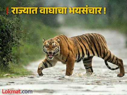 The state tops the country in tiger attacks; 218 out of 378 deaths in the country are in Maharashtra alone | अरे बापरे! महाराष्ट्रात वाघांनी घेतला २१८ जणांच्या नरडीचा घोट, देशात सर्वाधिक हल्ले राज्यात The state tops the country in tiger attacks; 218 out of 378 deaths in the country are in Maharashtra alone | अरे बापरे! महाराष्ट्रात वाघांनी घेतला २१८ जणांच्या नरडीचा घोट, देशात सर्वाधिक हल्ले राज्यात