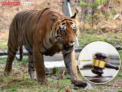 We were worried about Chhota Matka, why did you ignore it? High Court reprimands Forest Department | छोटा मटकाची आम्हाला काळजी वाटली, तुम्ही दुर्लक्ष का केले? हायकोर्टाने वनविभागाला खडसावले We were worried about Chhota Matka, why did you ignore it? High Court reprimands Forest Department | छोटा मटकाची आम्हाला काळजी वाटली, तुम्ही दुर्लक्ष का केले? हायकोर्टाने वनविभागाला खडसावले