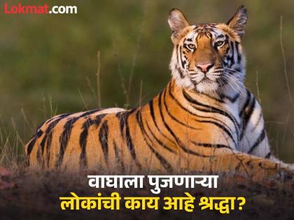 What is the secret of the tiger temple in Melghat? 'Kula Mama' is a place of worship for tribals | मेळघाटात वाघाच्या मंदिराचे काय आहे रहस्य ? 'कुला मामा' आहे आदिवासींचे श्रद्धास्थान