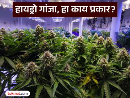 Is a new type of 'hydroponic' cannabis being smuggled on online platforms? | 'हायड्रोपोनिक' गांजाचा नवीन प्रकार, ऑनलाइन प्लॅटफॉर्मवर होतेय तस्करी ?