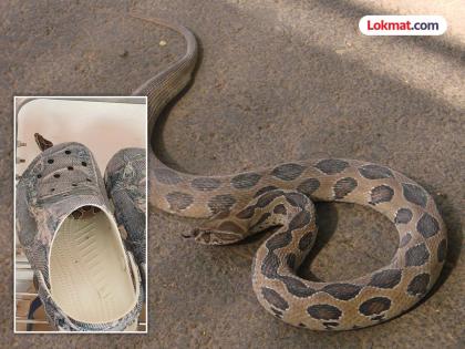 Russell Viper was sitting in a shoe; luckily he was saved by being spotted | रसेल वायपर बसला होता चपलेत ठाण मांडून; सुदैवाने नजरेस पडल्याने वाचला जीव Russell Viper was sitting in a shoe; luckily he was saved by being spotted | रसेल वायपर बसला होता चपलेत ठाण मांडून; सुदैवाने नजरेस पडल्याने वाचला जीव