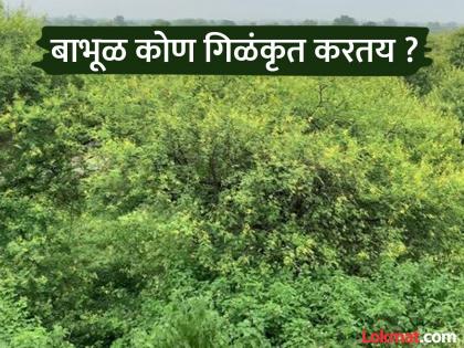 Acacia forests in Vidarbha-Marathwada swallowed up; Objections to the Revenue Department, Supreme Court order flouted | विदर्भ-मराठवाड्यातील बाभूळ वन गिळंकृत; महसूल विभागावर आक्षेप, सर्वोच्च न्यायालयाचा आदेश पायदळी
