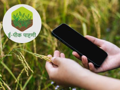 E-crop registration of 88 lakh hectares in the state pending; Deadline for registration extended till September 30 | राज्यातील ८८ लाख हेक्टरची ई-पीक नोंदणी बाकी; ३० सप्टेंबरपर्यंत नोंदणीसाठी मुदत वाढ E-crop registration of 88 lakh hectares in the state pending; Deadline for registration extended till September 30 | राज्यातील ८८ लाख हेक्टरची ई-पीक नोंदणी बाकी; ३० सप्टेंबरपर्यंत नोंदणीसाठी मुदत वाढ