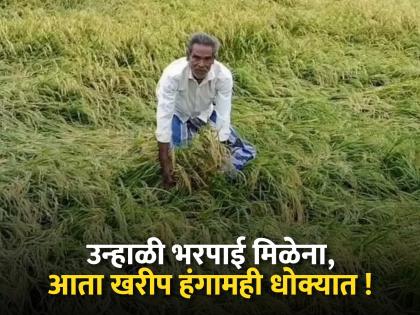 'Even if you spray the medicine, it washes away' 'Karpa' disease wreaks havoc on 1.82 lakh hectares in Bhandara! | ‘औषध फवारलं तरी वाहून जातं’ भंडाऱ्यातील १.८२ लाख हेक्टरवर 'करपा' रोगाचा कहर ! 'Even if you spray the medicine, it washes away' 'Karpa' disease wreaks havoc on 1.82 lakh hectares in Bhandara! | ‘औषध फवारलं तरी वाहून जातं’ भंडाऱ्यातील १.८२ लाख हेक्टरवर 'करपा' रोगाचा कहर !