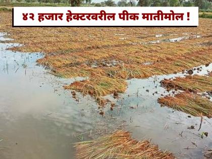 Ativrushti Nuksan Bharpai :Crops on 42 thousand hectares in Nagpur division have been sold at a loss! Not even half of the compensation demanded | Ativrushti Nuksan Bharpai : नागपूर विभागात ४२ हजार हेक्टरवरील पीक मातीमोल ! नुकसान भरपाई मागणीच्या अर्धी पण नाही Ativrushti Nuksan Bharpai :Crops on 42 thousand hectares in Nagpur division have been sold at a loss! Not even half of the compensation demanded | Ativrushti Nuksan Bharpai : नागपूर विभागात ४२ हजार हेक्टरवरील पीक मातीमोल ! नुकसान भरपाई मागणीच्या अर्धी पण नाही