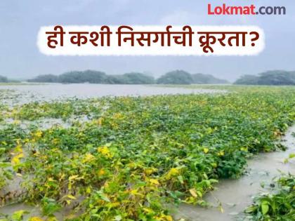 Ativrushti : The crop sprouted before it was ready for harvest; heavy rains swallowed the grass that had been in the hands of farmers | Ativrushti : पीक काढणीला येण्यापूर्वीच त्यातून अंकुर निघाले; अतिवृष्टीने शेतकऱ्यांच्या हातातोंडाशी आलेला घास गिळला