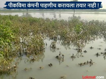 Crop insurance company representatives did not turn up! How to repay the loan while bearing the brunt of heavy rain? | पीक विमा कंपनीचे प्रतिनिधी फिरकले नाहीत ! अतिवृष्टीचा फटका सोसत कशी करावी कर्जाची परतफेड?