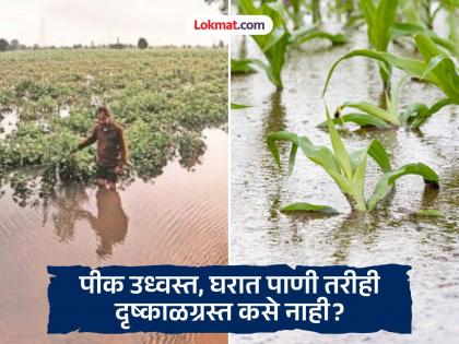 New crisis ahead for farmers as Chandrapur's name is not in the drought-affected list; Huge loss of crops | दृष्काळग्रस्त यादीत चंद्रपूरचे नाव नसल्याने शेतकऱ्यांपुढे नवे संकट; पिकांचे अतोनात नुकसान