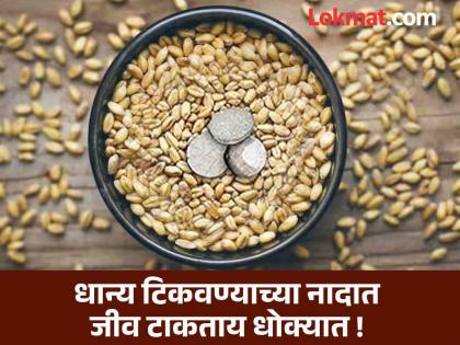 तुम्हीही धान्यात कीडनाशक गोळ्या ठेवता का? धान्य टिकवण्याच्या नादात जीव टाकताय धोक्यात तुम्हीही धान्यात कीडनाशक गोळ्या ठेवता का? धान्य टिकवण्याच्या नादात जीव टाकताय धोक्यात