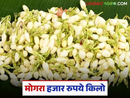 Latest News Flower Market In diwali how will prices of marigold, shevanti and roses be for Lakshmi Pujan 2025 | Ful Market : मोगरा हजार रुपये किलो, लक्ष्मीपूजनाला झेंडू, शेवंती, गुलाबाचे दर कसे राहतील? Latest News Flower Market In diwali how will prices of marigold, shevanti and roses be for Lakshmi Pujan 2025 | Ful Market : मोगरा हजार रुपये किलो, लक्ष्मीपूजनाला झेंडू, शेवंती, गुलाबाचे दर कसे राहतील?